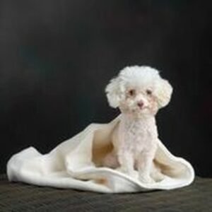 Snuggle Sleeping Bag for Dogs: Medium (Free Shipping)